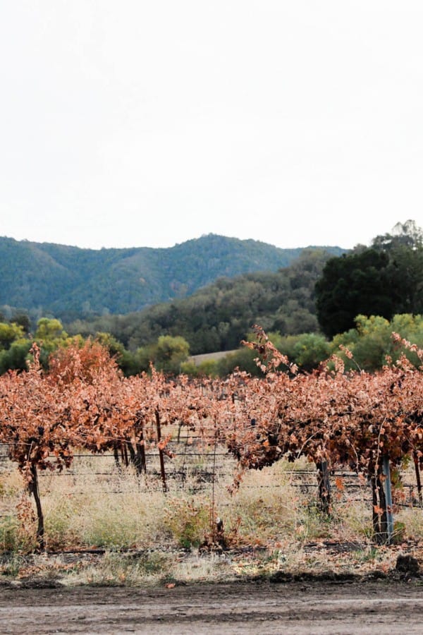 georgian wine qvevri